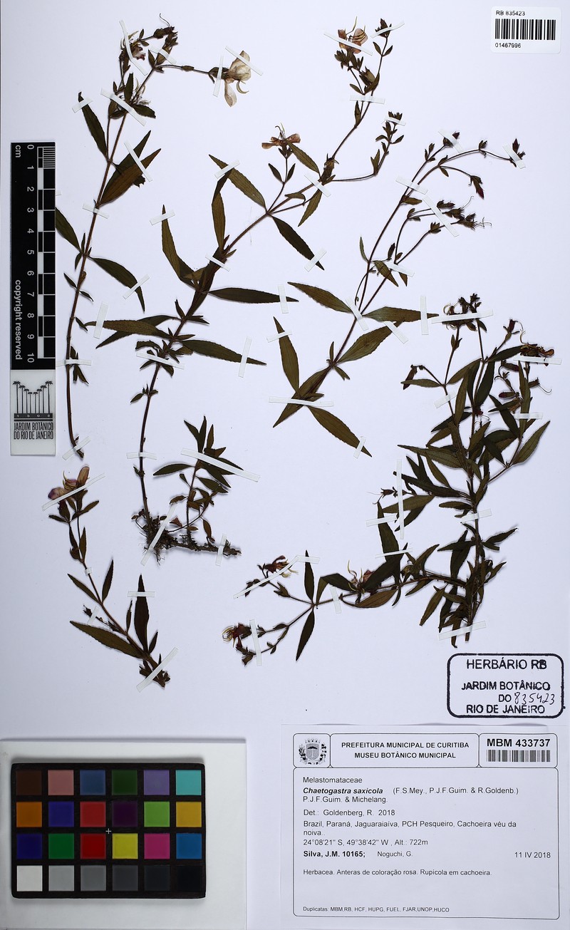 Chaetogastra saxicola photo 3
