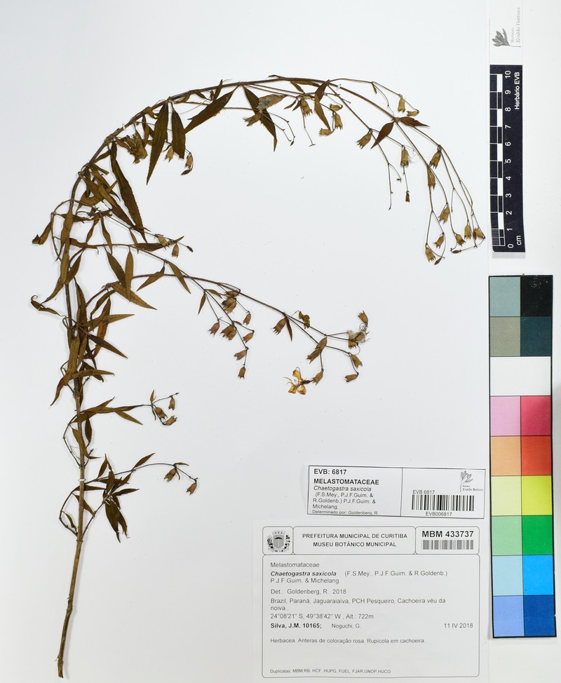 Chaetogastra saxicola photo 4