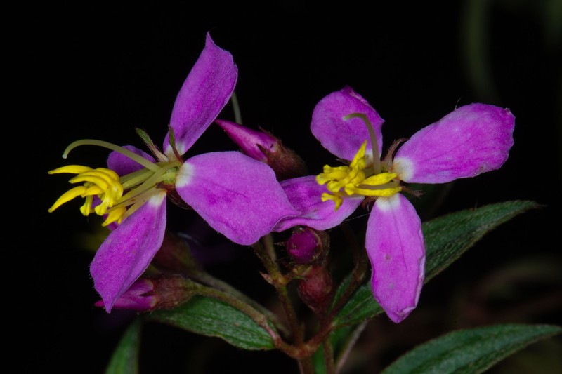 Chaetogastra saxosa