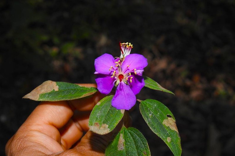 Chaetogastra scabriuscula