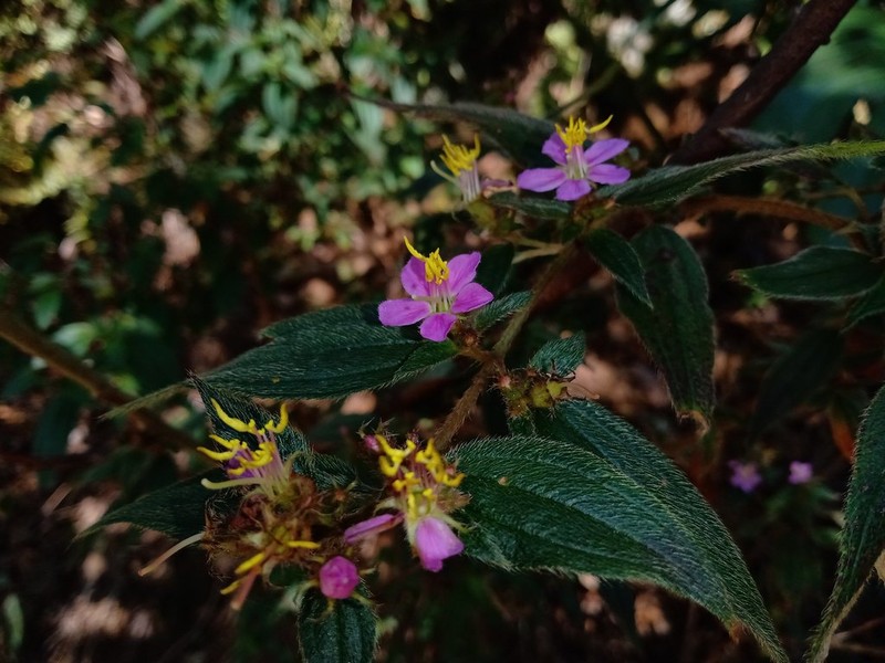 Chaetogastra scabriuscula photo 2
