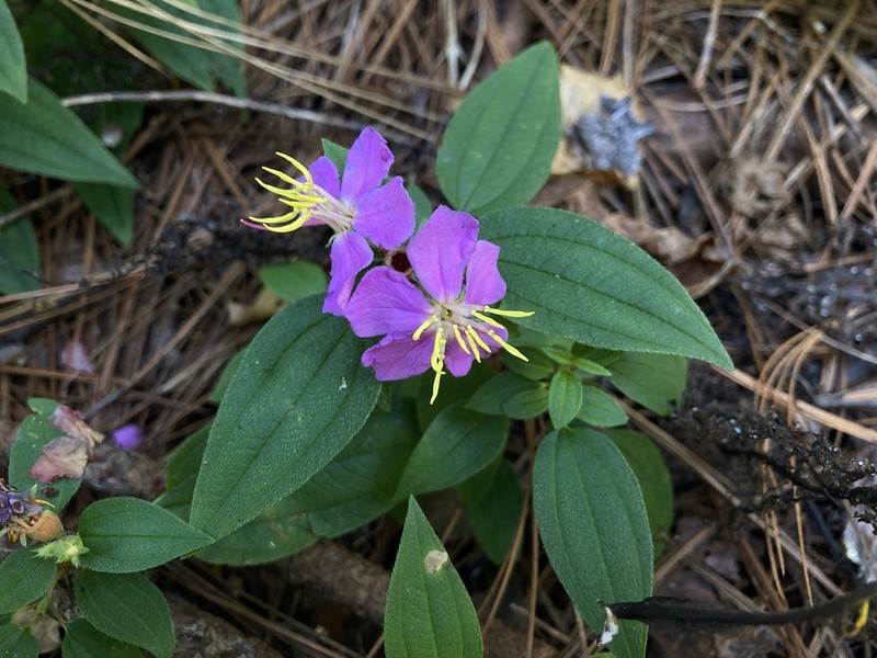 Chaetogastra scabriuscula photo 3