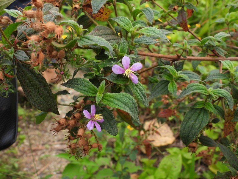 Chaetogastra scabriuscula photo 4