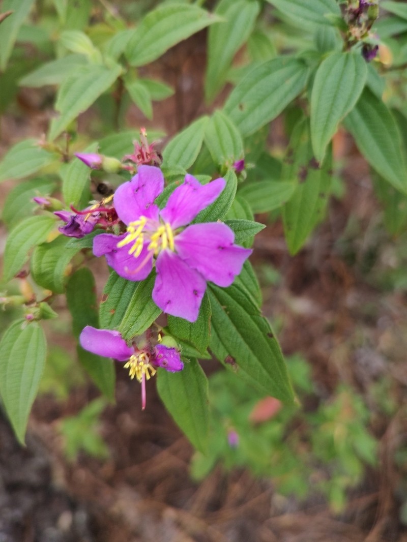 Chaetogastra scabriuscula photo 6