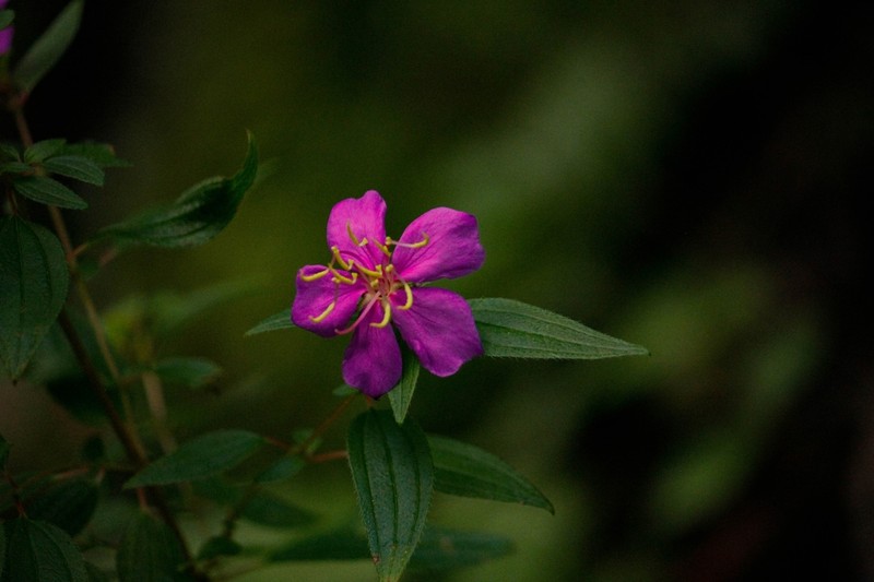 Chaetogastra scabriuscula photo 8