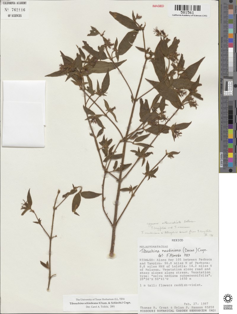 Chaetogastra schiedeana