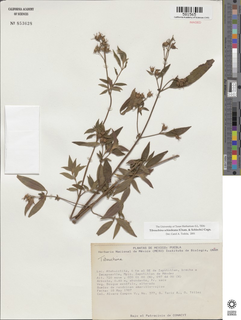 Chaetogastra schiedeana photo 2
