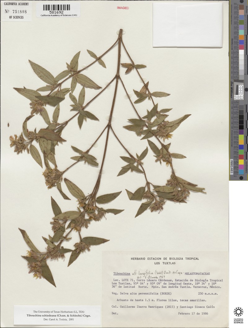 Chaetogastra schiedeana photo 3