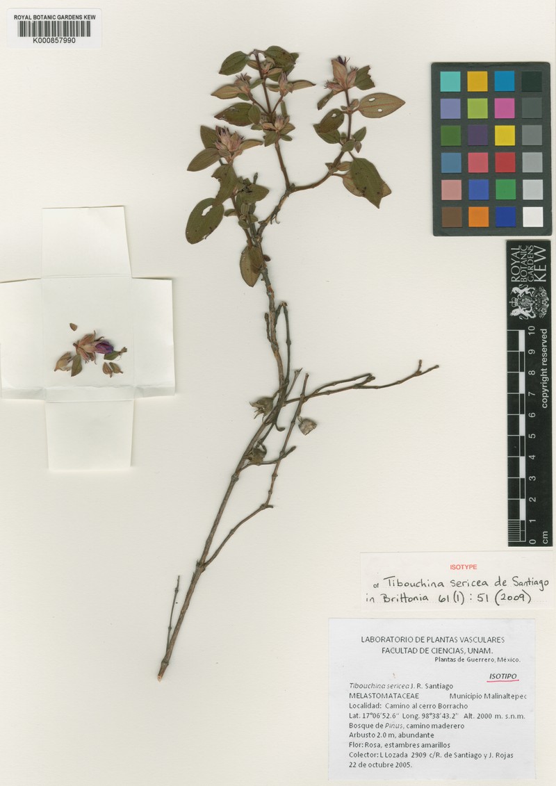 Chaetogastra sericea
