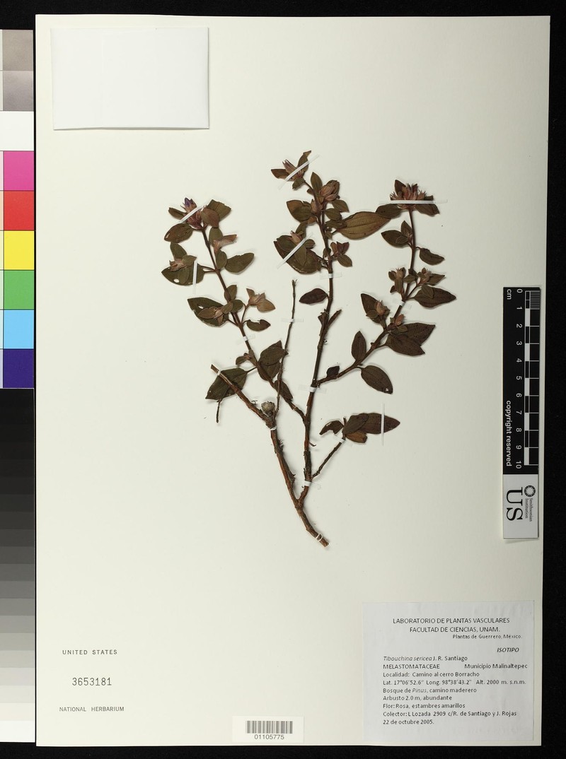 Chaetogastra sericea photo 2