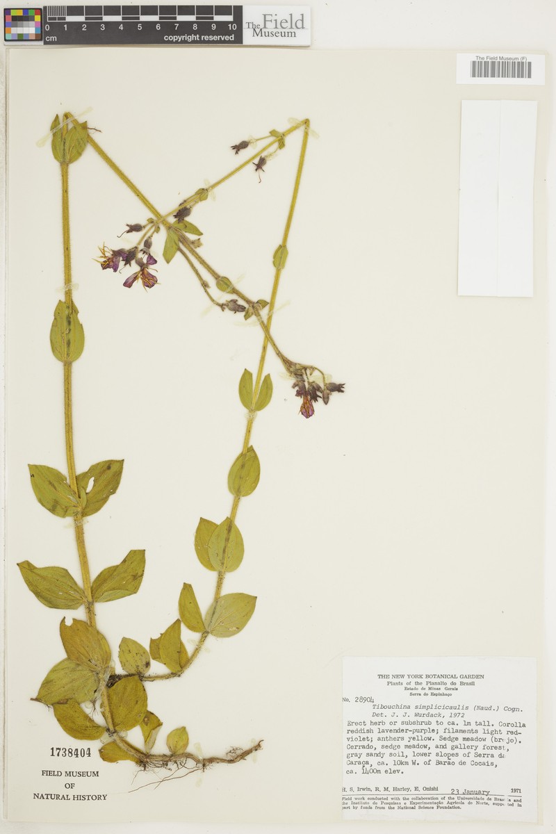 Chaetogastra simplicicaulis