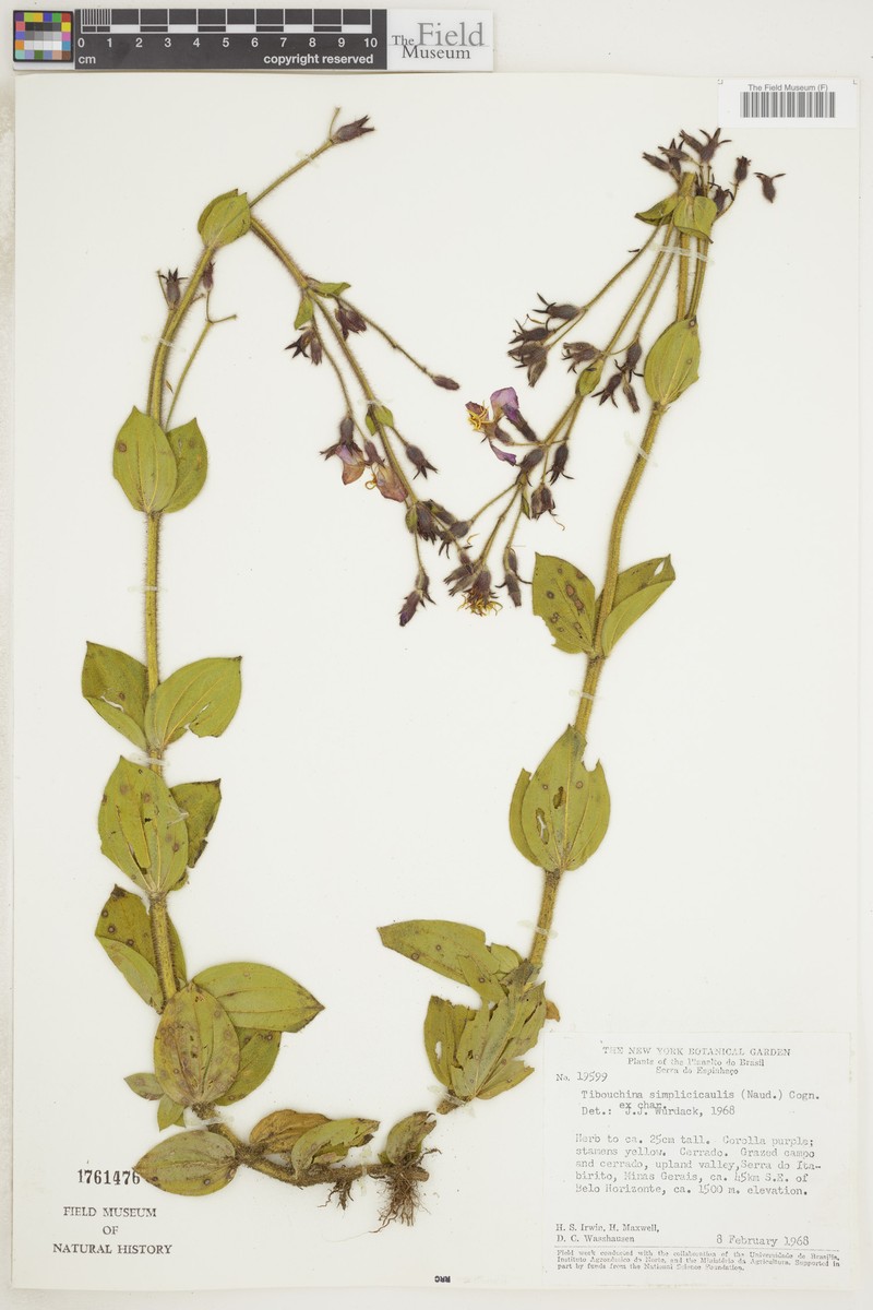 Chaetogastra simplicicaulis photo 2