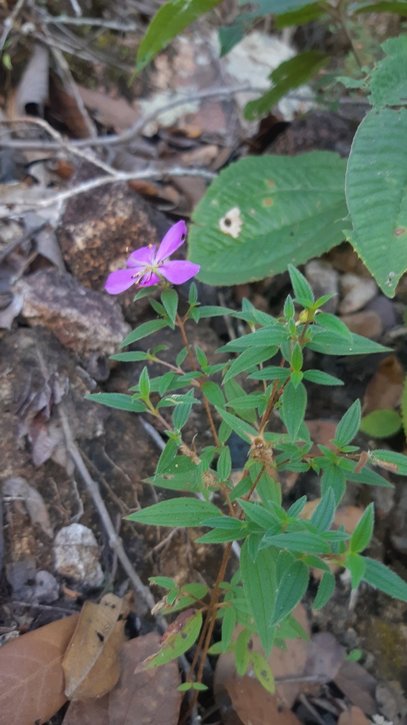 Chaetogastra sinaloensis