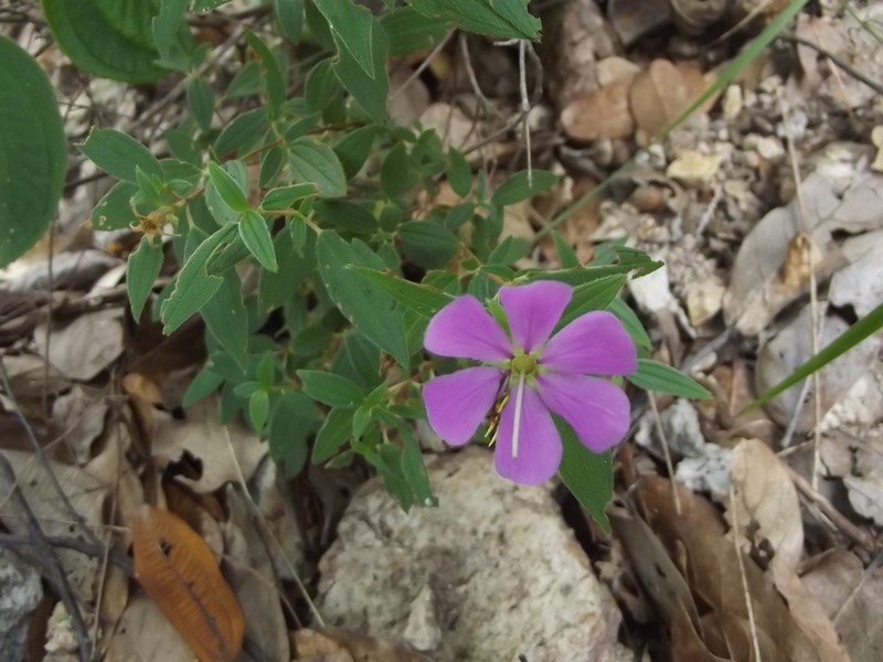 Chaetogastra sinaloensis photo 2