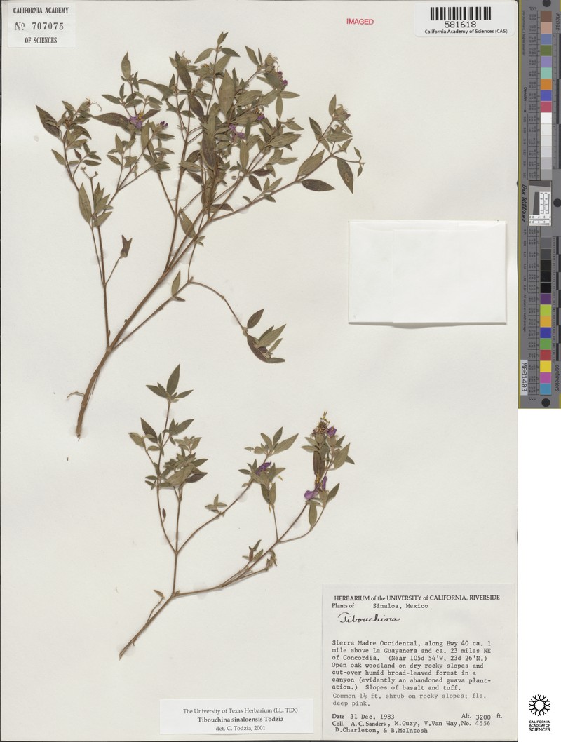 Chaetogastra sinaloensis photo 4