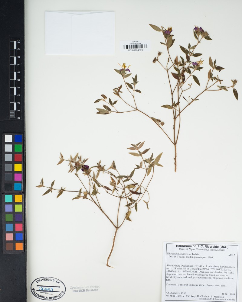 Chaetogastra sinaloensis photo 5