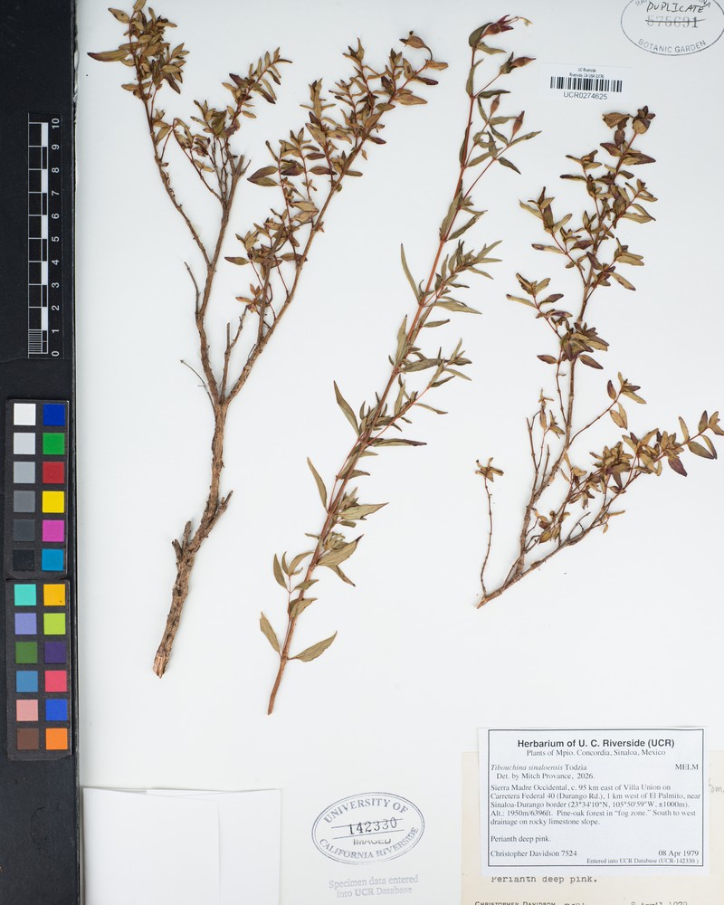 Chaetogastra sinaloensis photo 6