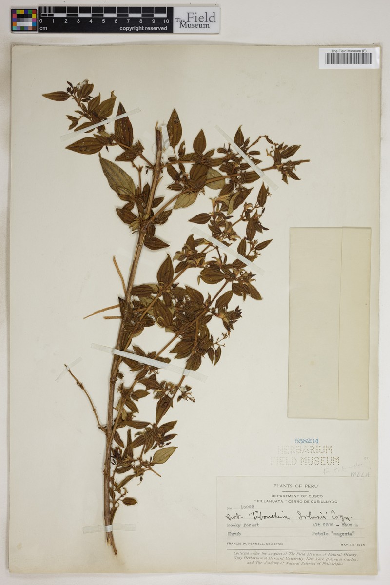 Chaetogastra solmsii