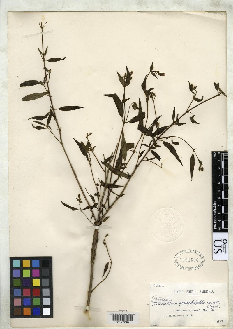 Chaetogastra stenophylla