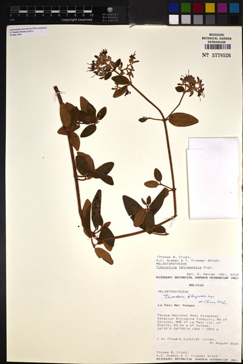 Chaetogastra tetrapetala