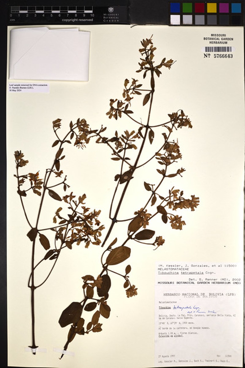 Chaetogastra tetrapetala photo 2