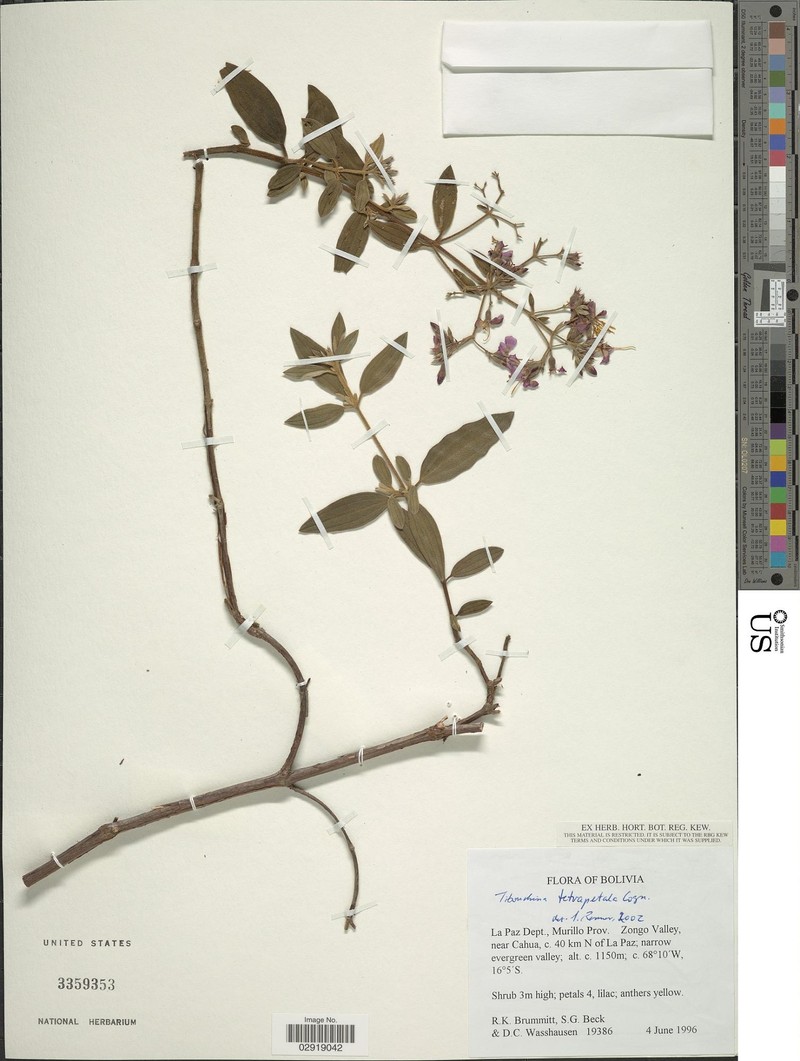 Chaetogastra tetrapetala photo 3