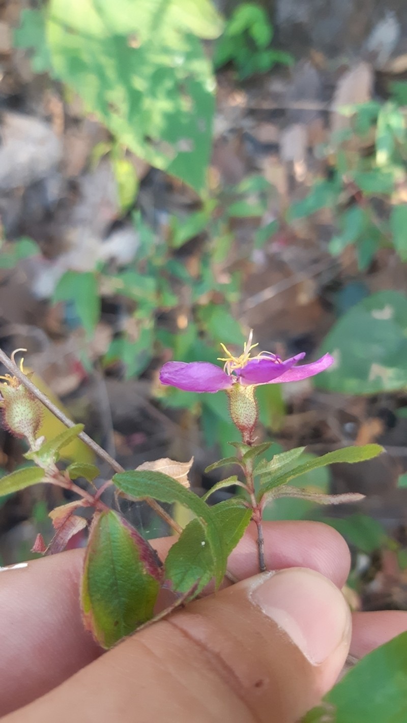 Chaetogastra thulia