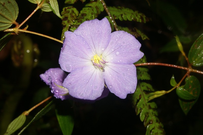 Chaetogastra triflora