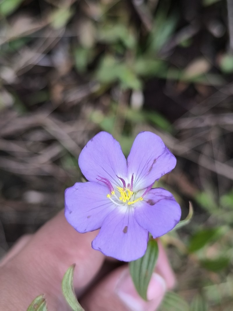 Chaetogastra triflora photo 3