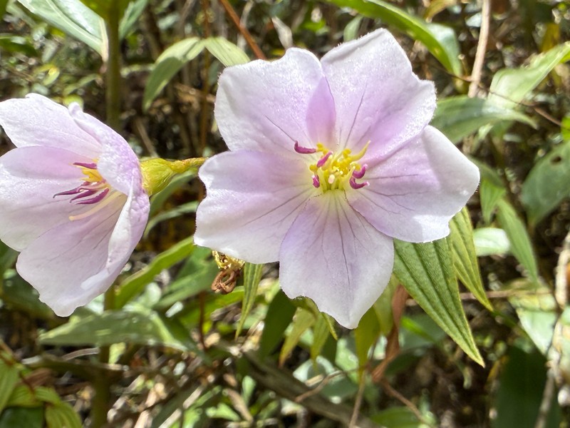 Chaetogastra triflora photo 4