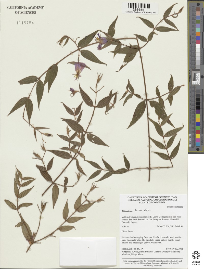 Chaetogastra triflora photo 5