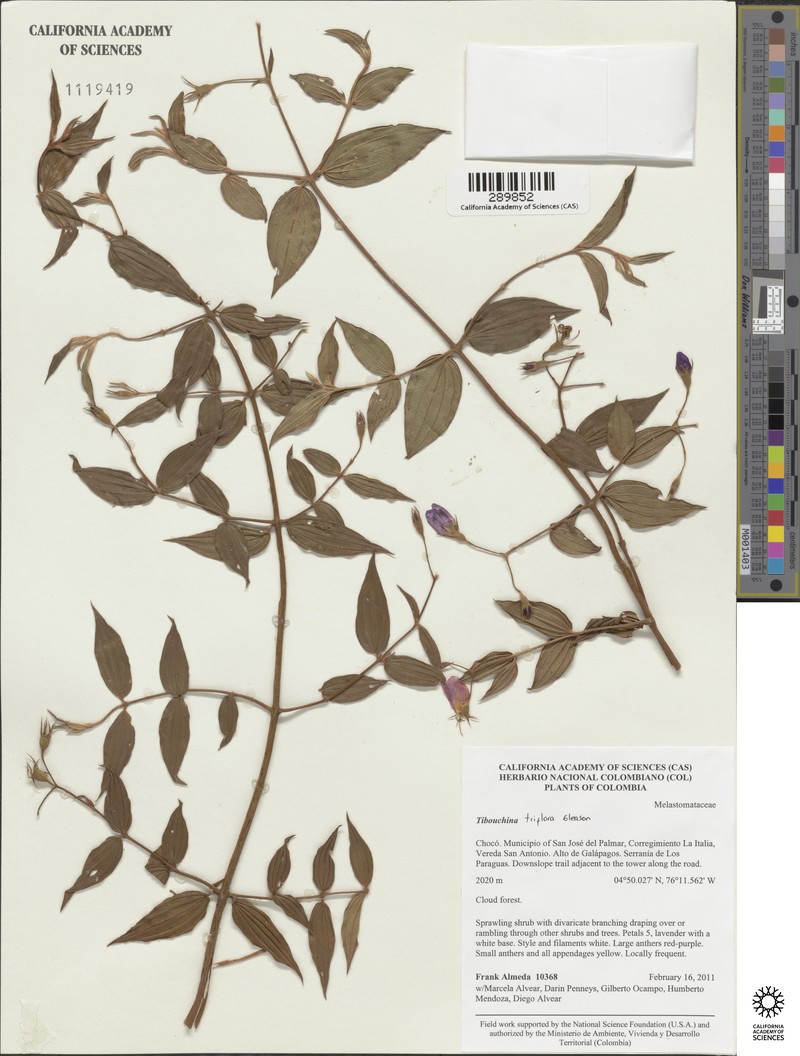 Chaetogastra triflora photo 6