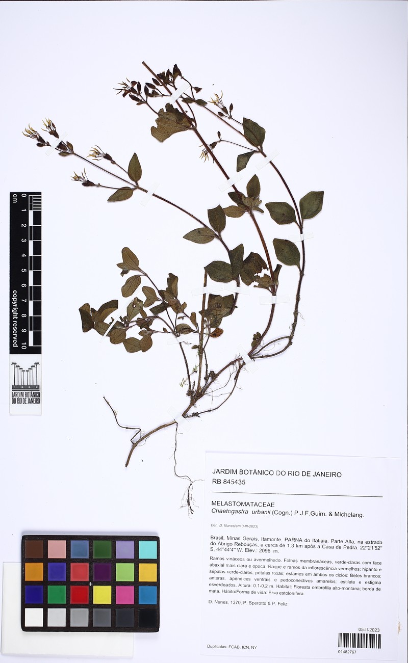 Chaetogastra urbanii