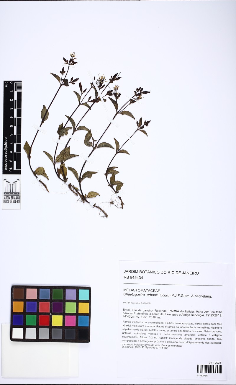 Chaetogastra urbanii photo 2