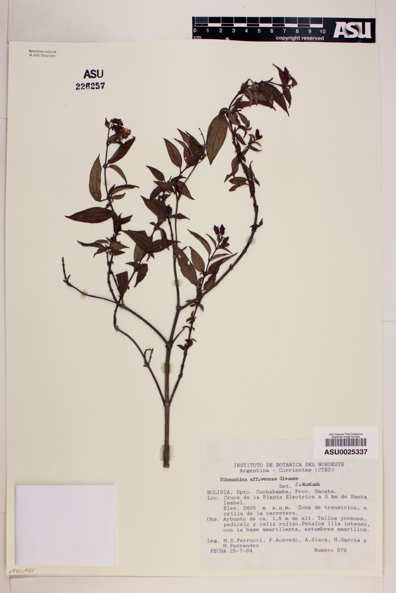 Chaetogastra venosa
