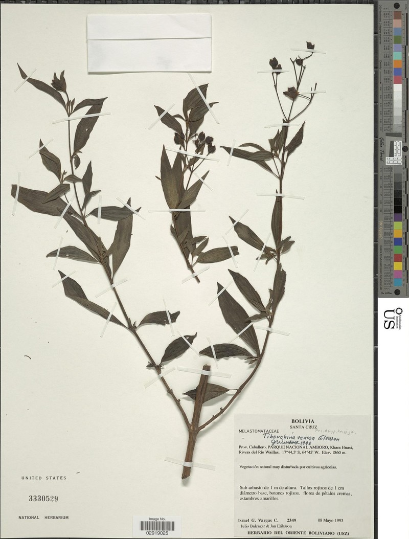 Chaetogastra venosa photo 2