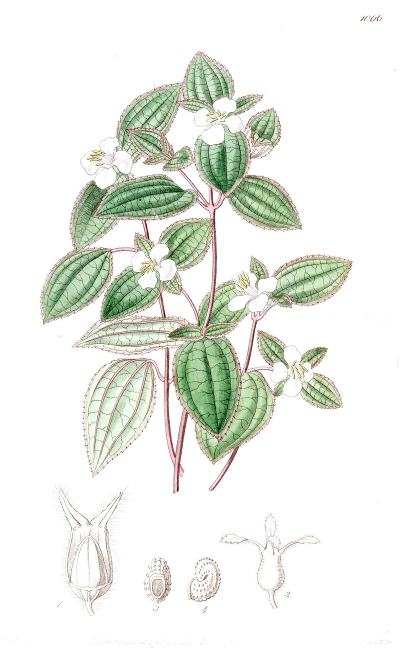 Chaetogastra versicolor