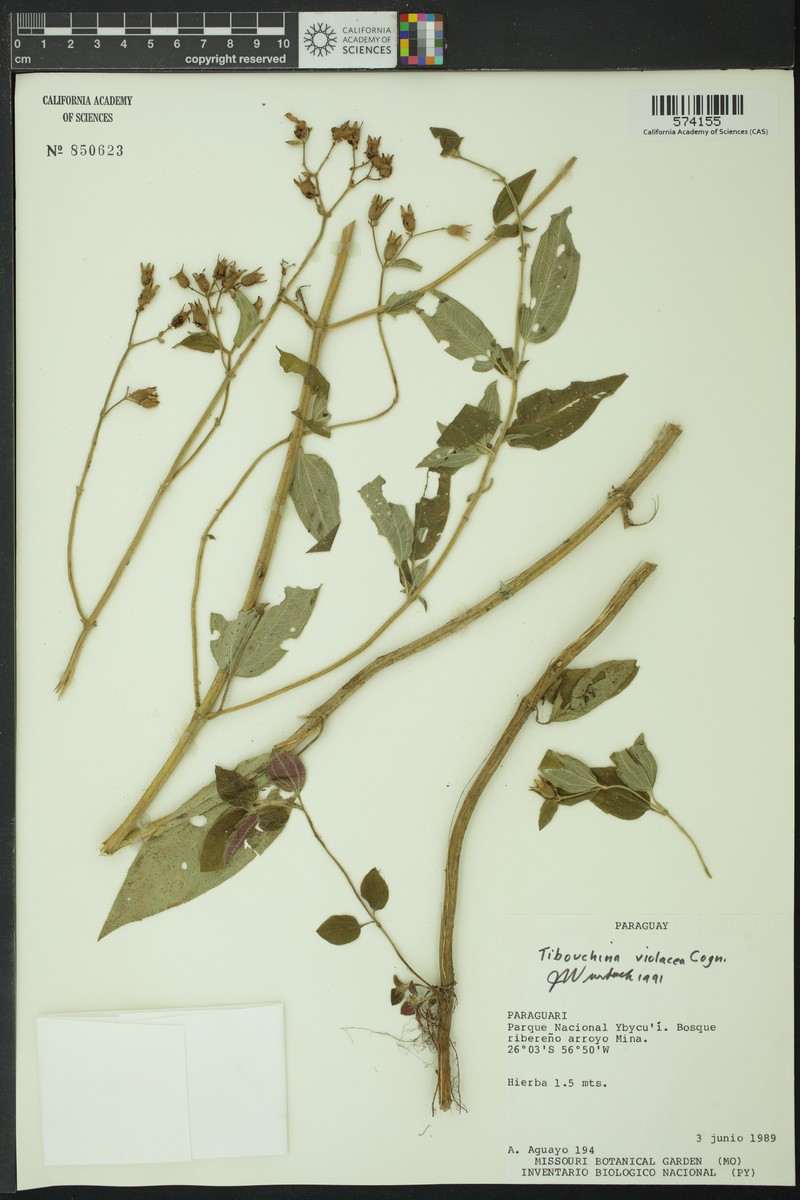 Chaetogastra violacea