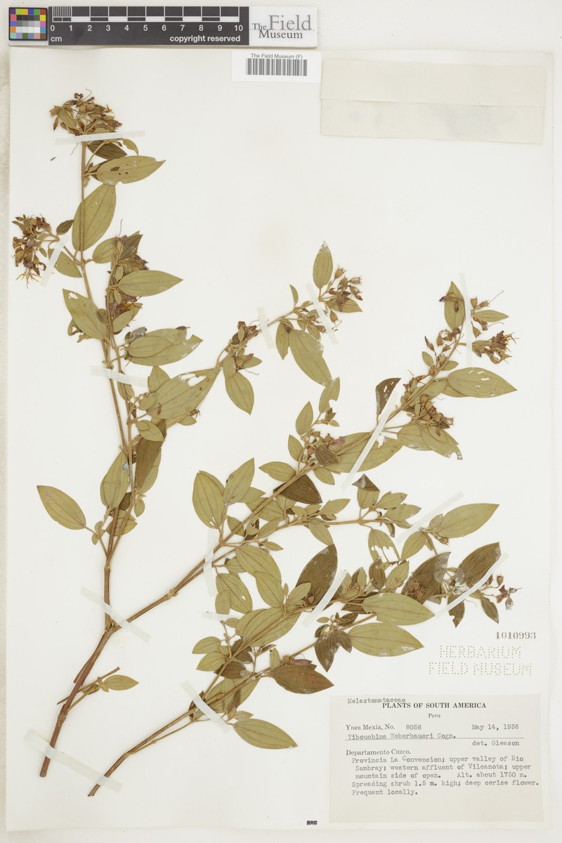 Chaetogastra weberbaueri