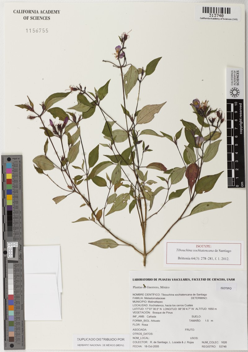Chaetogastra xochiatencana
