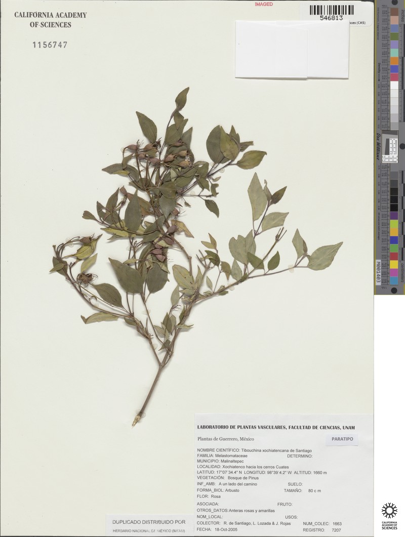 Chaetogastra xochiatencana photo 2
