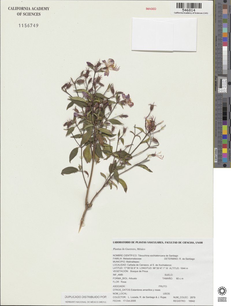 Chaetogastra xochiatencana photo 3