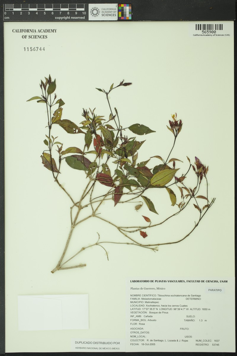 Chaetogastra xochiatencana photo 4