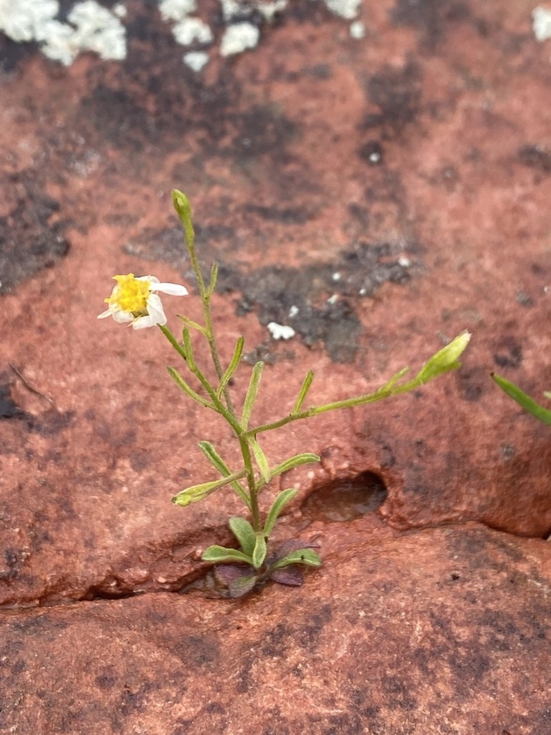 Arkansas Leastdaisy