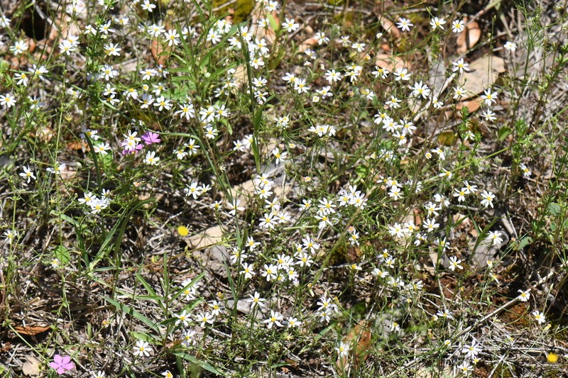Arkansas Leastdaisy photo 2