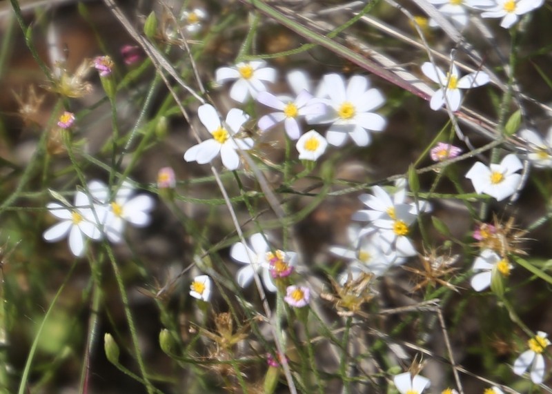 Arkansas Leastdaisy photo 3