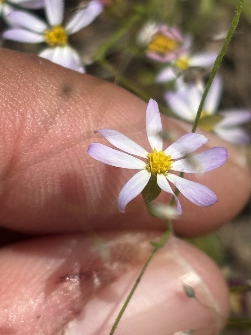 Arkansas Leastdaisy photo 4