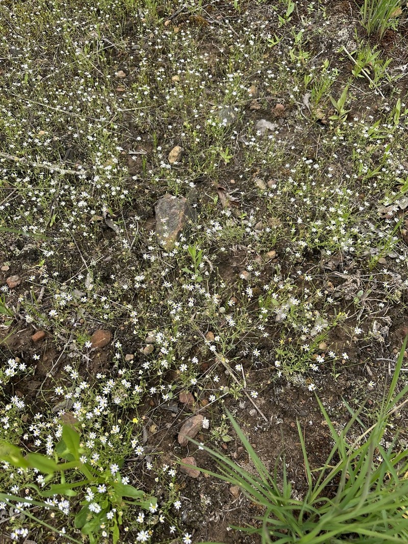 Arkansas Leastdaisy photo 5