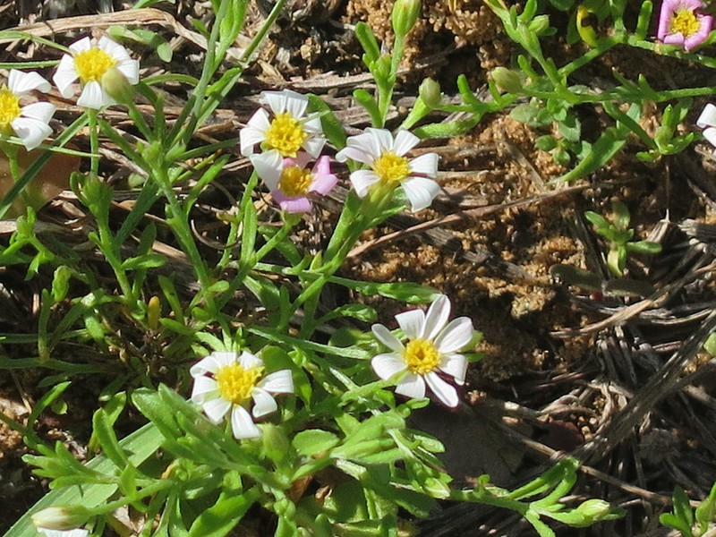 Arkansas Leastdaisy photo 6