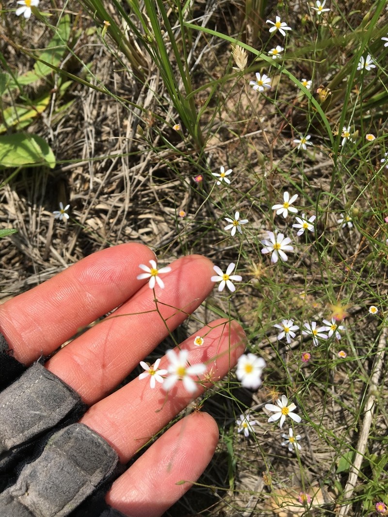 Arkansas Leastdaisy photo 7
